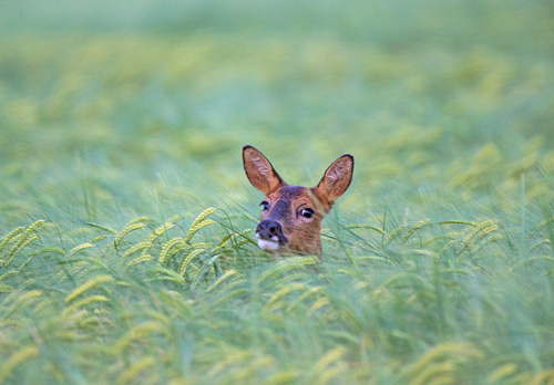 Roe Deer in a Barley Field DM1599
