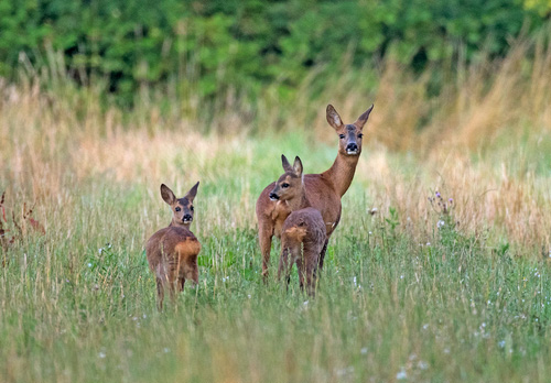Roe Doe with Two Fawns  DM1600