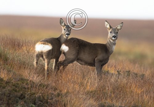 Roe Deer Doe and Fawn DM2136