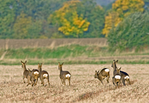 Seven Roe Deer