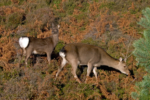 Sika Deer Hind and Calf DM0707