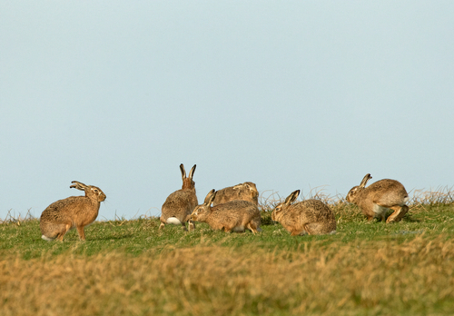    Brown Hares DM2013