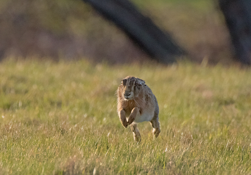  Brown Hare Running DM2042