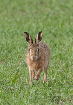  Brown Hare Running DM2043