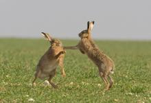 Boxing Brown Hares 2 DM0243
