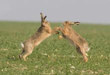 Boxing Brown Hares 3 DM0250