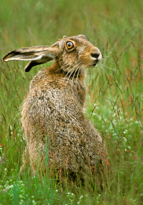 Brown Hare  DM1172