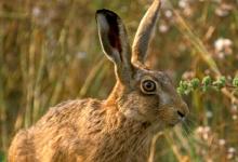 Brown Hare DM1174
