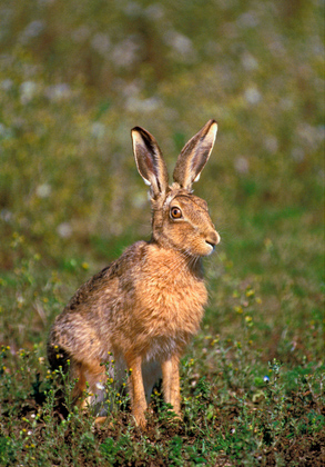Brown Hare DM1178