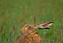 Brown Hare DM1186