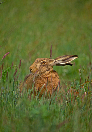 Brown Hare DM1186