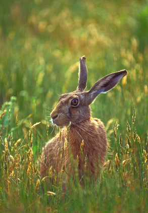 Brown Hare DM1187