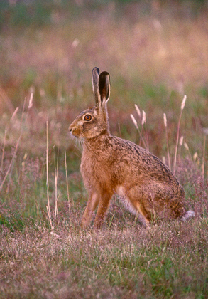 Brown Hare DM1188