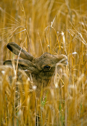 Brown Hare Eating Corn DM1176