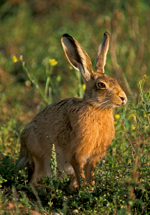 Brown Hare Eating DM1177