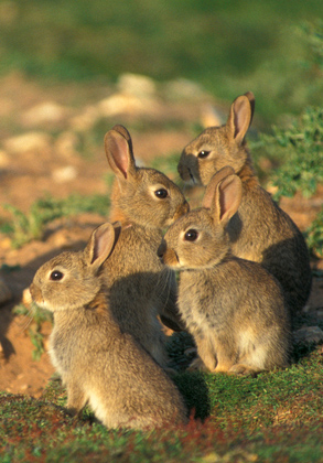 Group of Young Rabbits DM0278