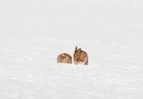 Hares in the Snow 2 DM0246