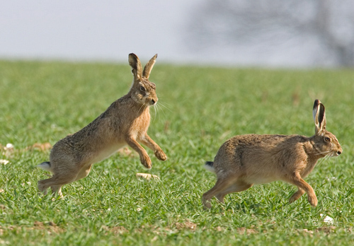 Mad Brown Hares 2 DM0247