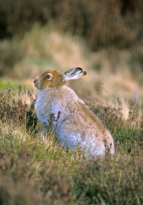 Mountain or Blue Hare in Summer Coat DM0753