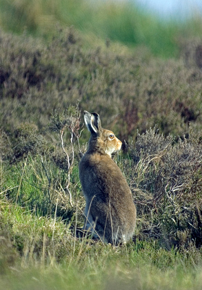 Mountain or Blue Hare in Summer Coat DN0749
