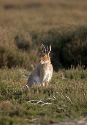 Mountain or Blue Hare in Summer DM0750