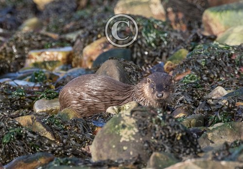 Otter DM2098