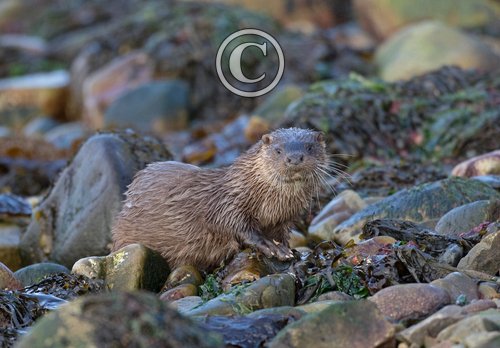  Otter DM2099