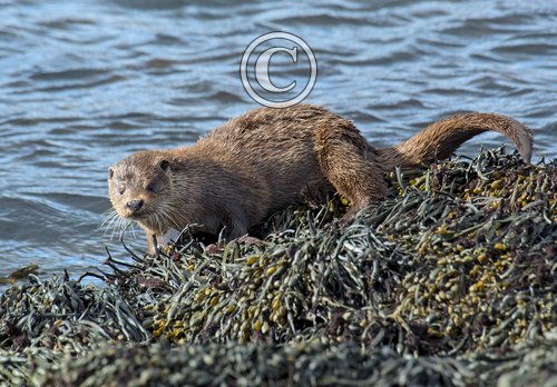  Otter  DM2101