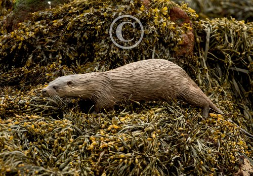  Otter DM2102