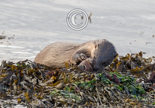  Otter eating  a Fish DM2108