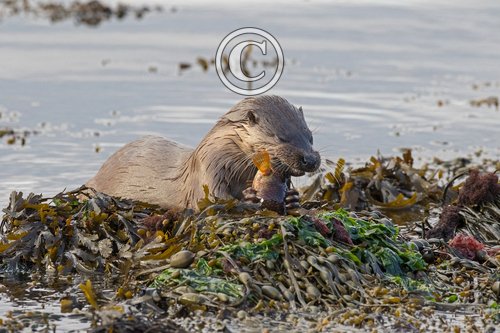  Otter eating a fish DM2103