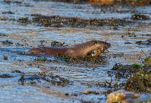  Otter with a Crab DM2104