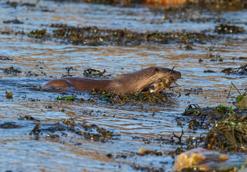  Otter with a Crab DM2104