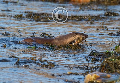  Otter with a Crab DM2104