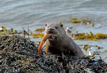 Otter with a Fish DM2105
