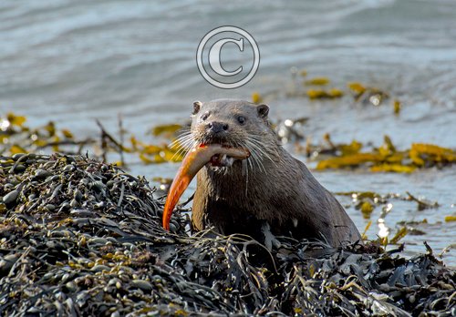  Otter with a Fish DM2105