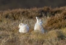 Pair of Mountain or Blue Hares DM0748
