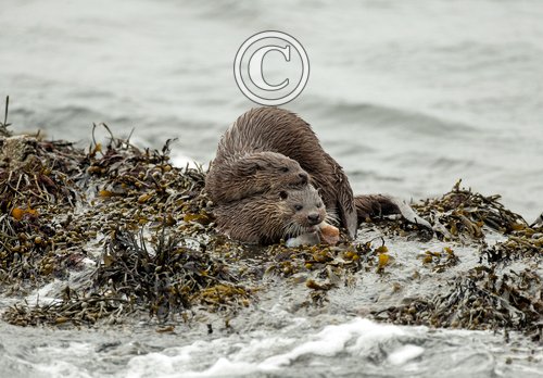   Pair of Otters DM2088