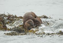  Pair of Otters DM2089