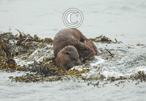  Pair of Otters DM2089