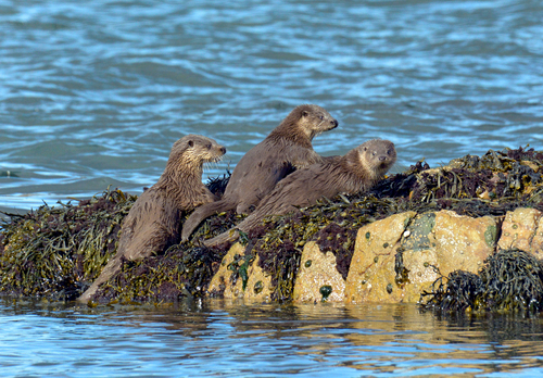   Pair of Otters DM2091