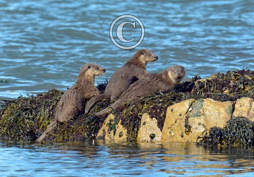   Pair of Otters DM2091