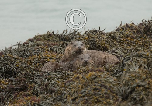  Pair of Otters DM2107