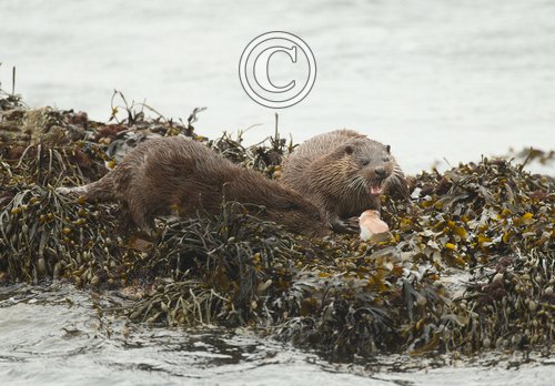   Pair of Otters Feeding DM2092