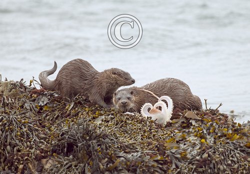   Pair of Otters with a Octopus DM2094