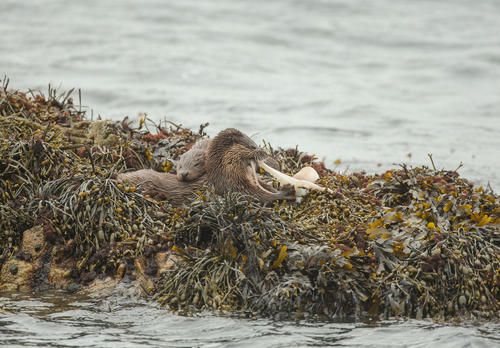   Pair of Otters with a Octopus DM2097
