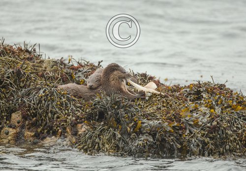   Pair of Otters with a Octopus DM2097