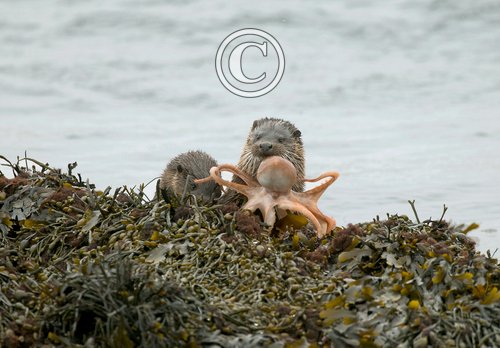  Pair of Otters with a Octopus DM2106