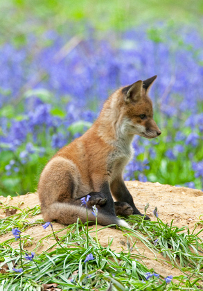Red Fox Cub 5 DM0263