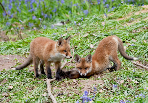 Red Fox Cubs 3 DM0256